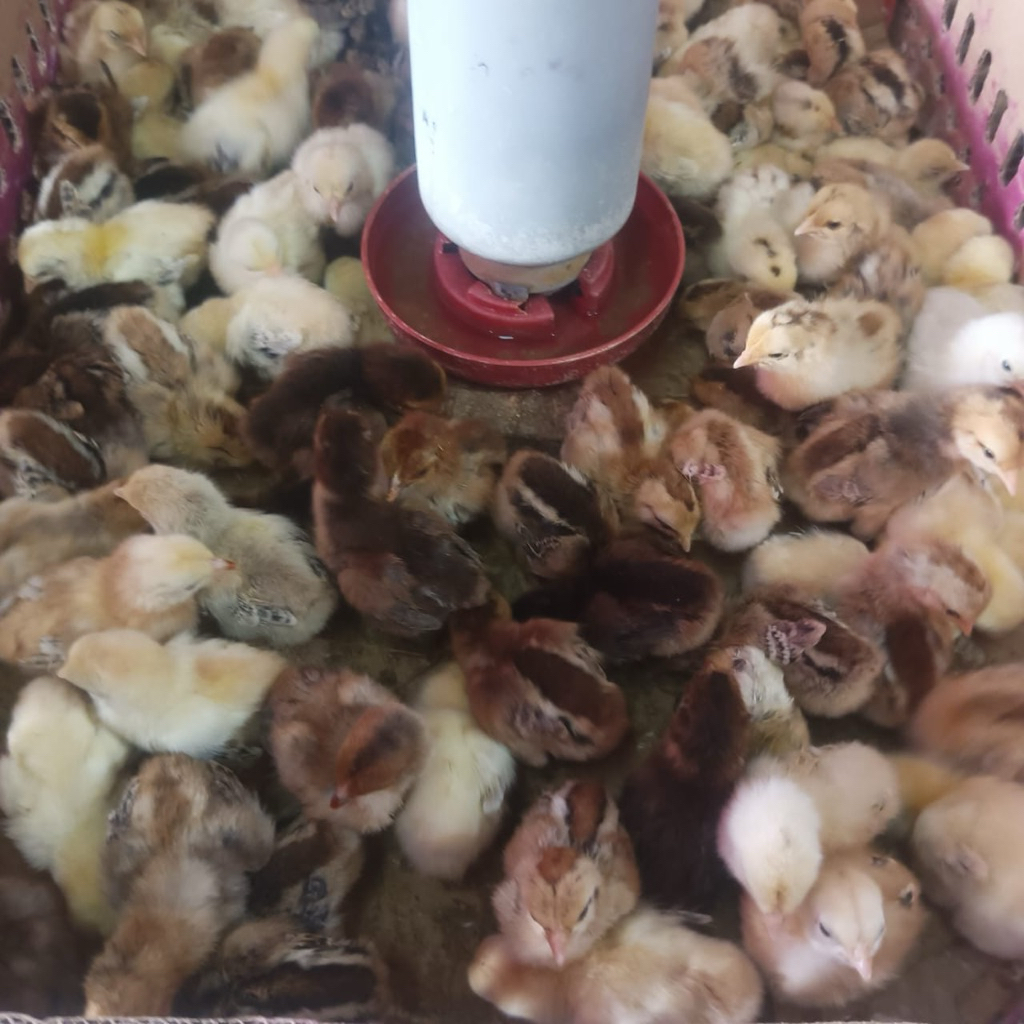 Anakan Ayam Kampung KUB