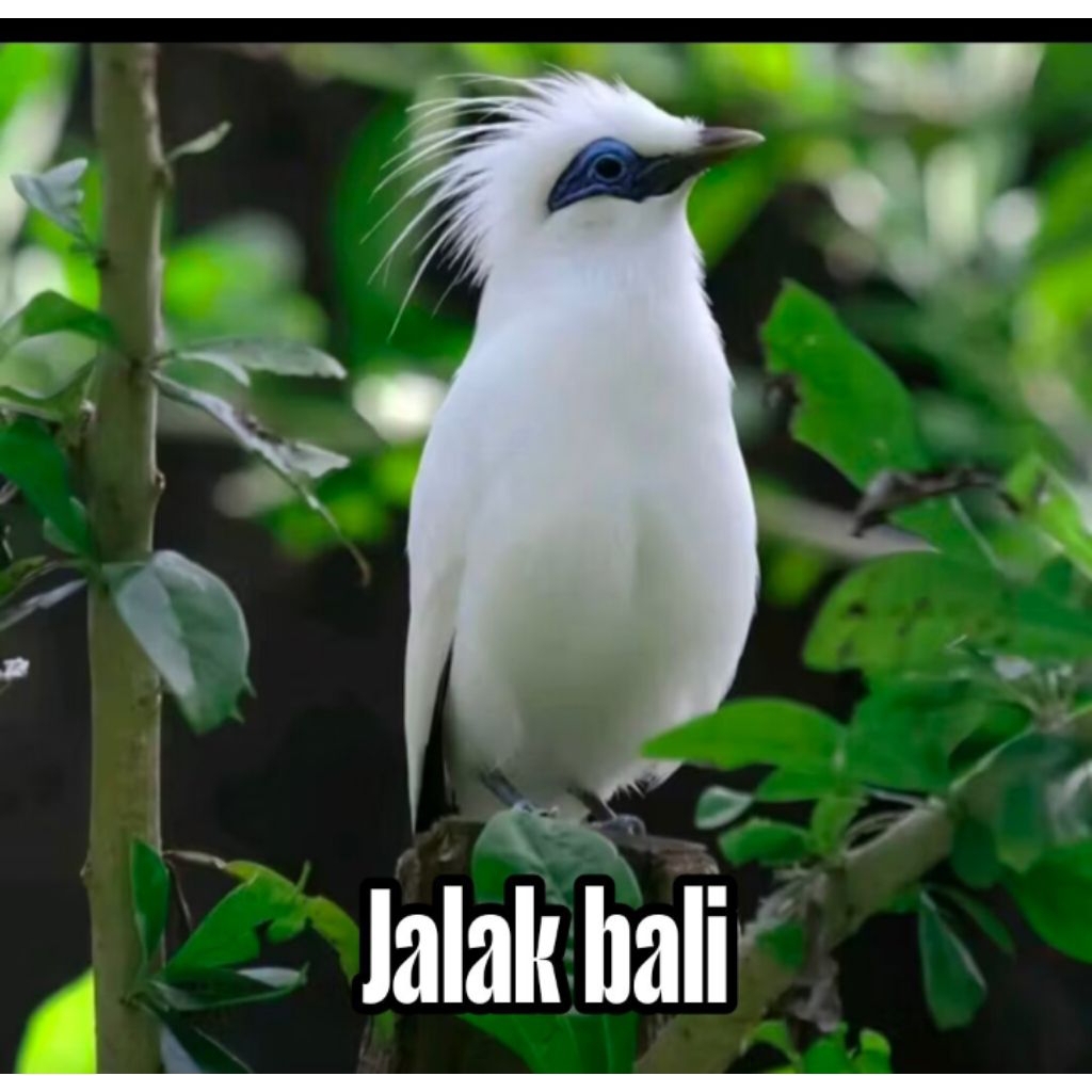 

Telur fertil siap tetas jalak bali garansi sampai menetas