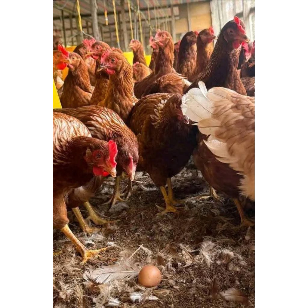 

Ayam petelur betina Siap bertelur usia 23 minggu