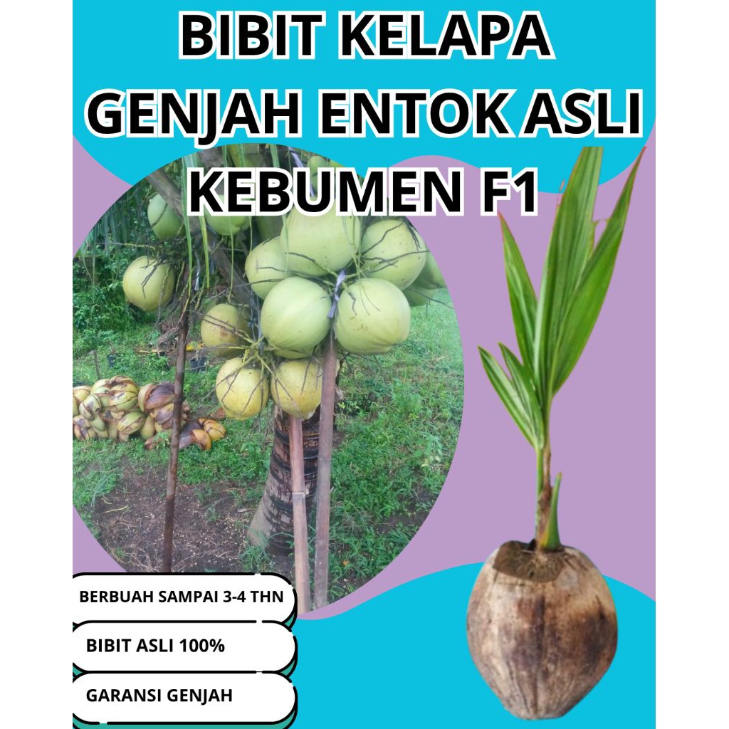 SUDAH DIKUPAS  Bibit Buah Kelapa Genjah Hibrida F1, Bibit Buah Kelapa Genjah Kebumen F1