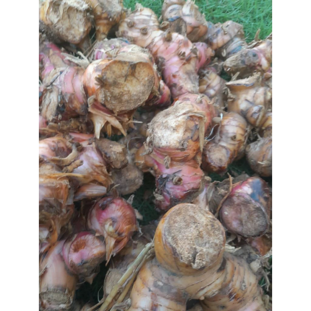 

lengkuas segar LAOS LAJA SEGAR 1kg