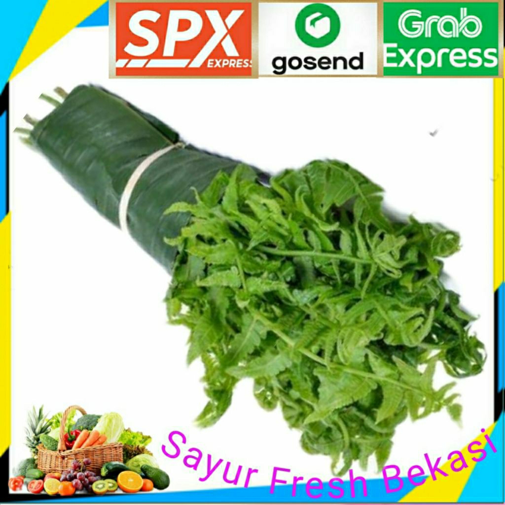 

Sayur Pakis/Daun Pakis ( 1 Iket ).