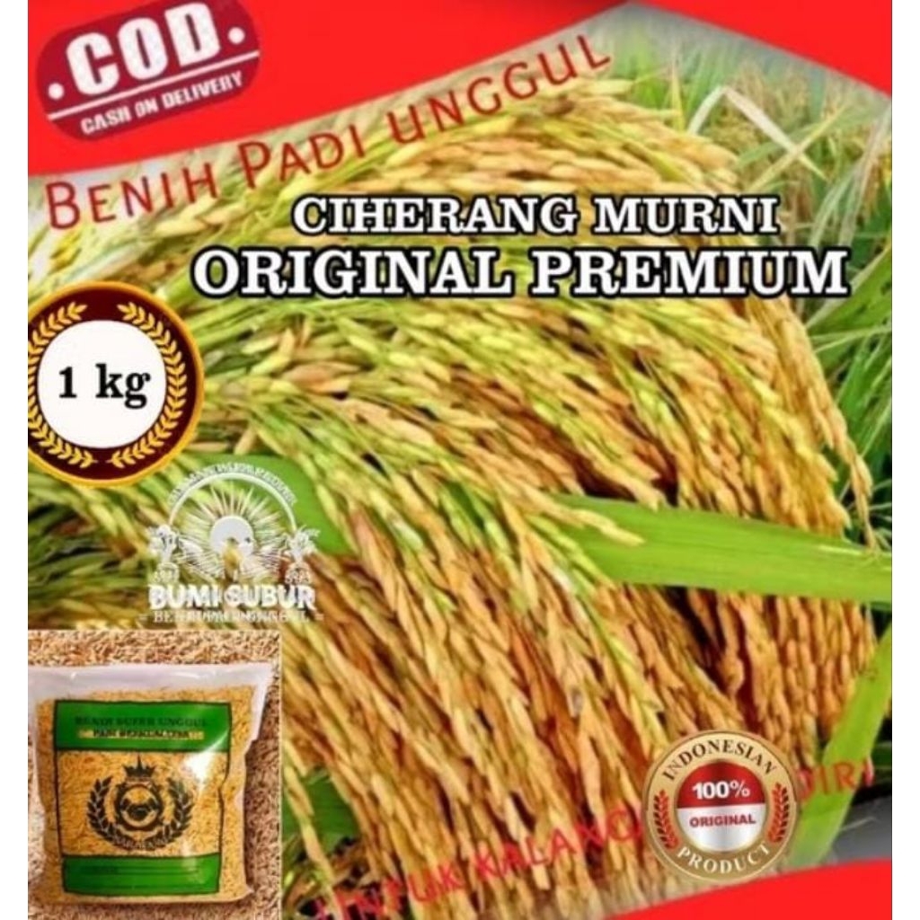BENIH BIBIT PADI CIHERANG MURNI ORIGINAL 1KG GABAHKUALITAS SUPER UNGGUL GENJAH HASIL MELIMPAH BERB..