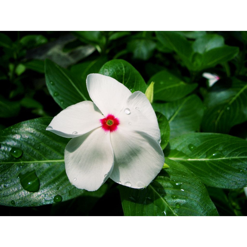 

Bunga Tapak Dara - 25 Gram