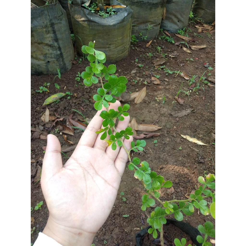 Bibit Kawista Unggul | Buah Kawista Langka - Harga Murah