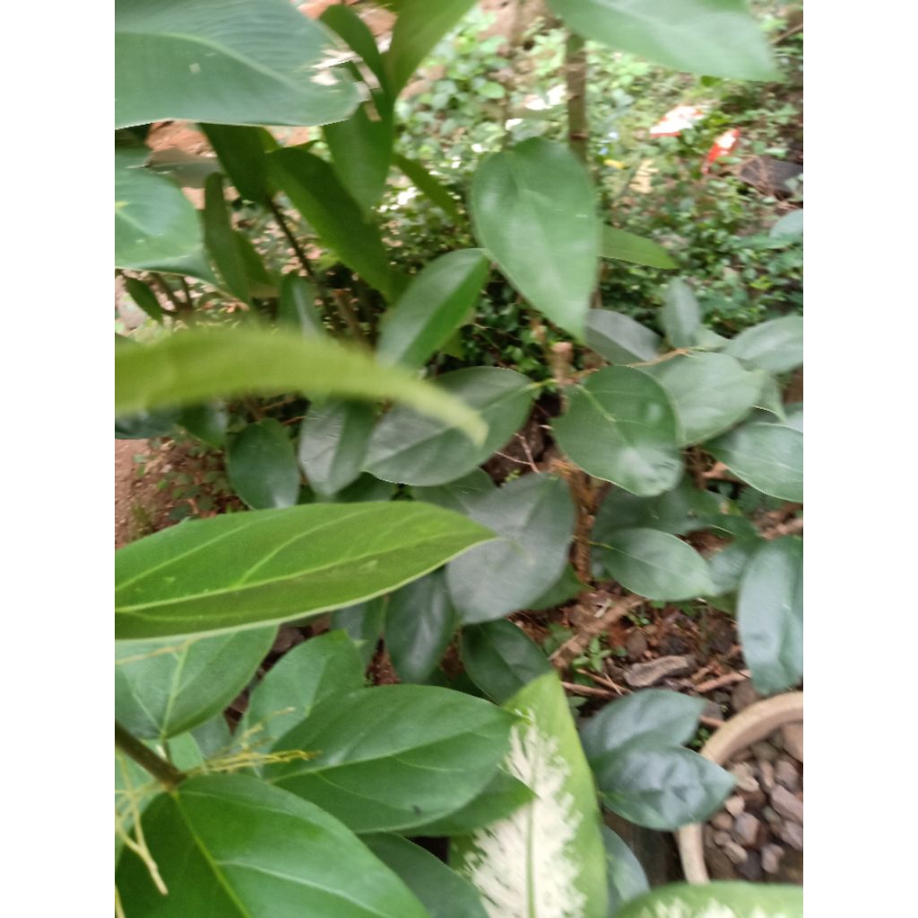 

daun cincau hijau segar 100lb untuk pembuatan cincau hijau