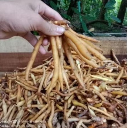 

Temu kunci segar 500 gram