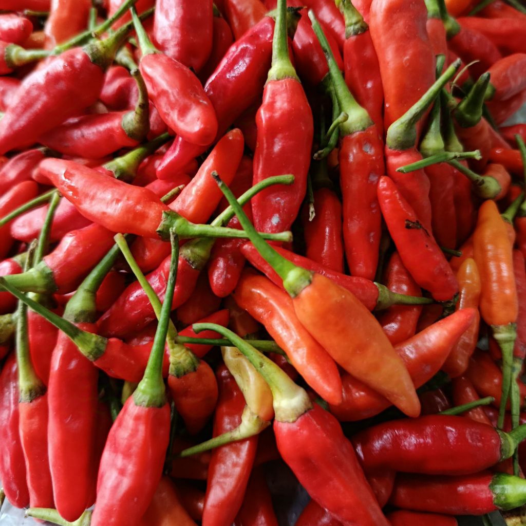 

Cabe Rawit Merah Segar 500gr / Cabai Rawit Merah Murah