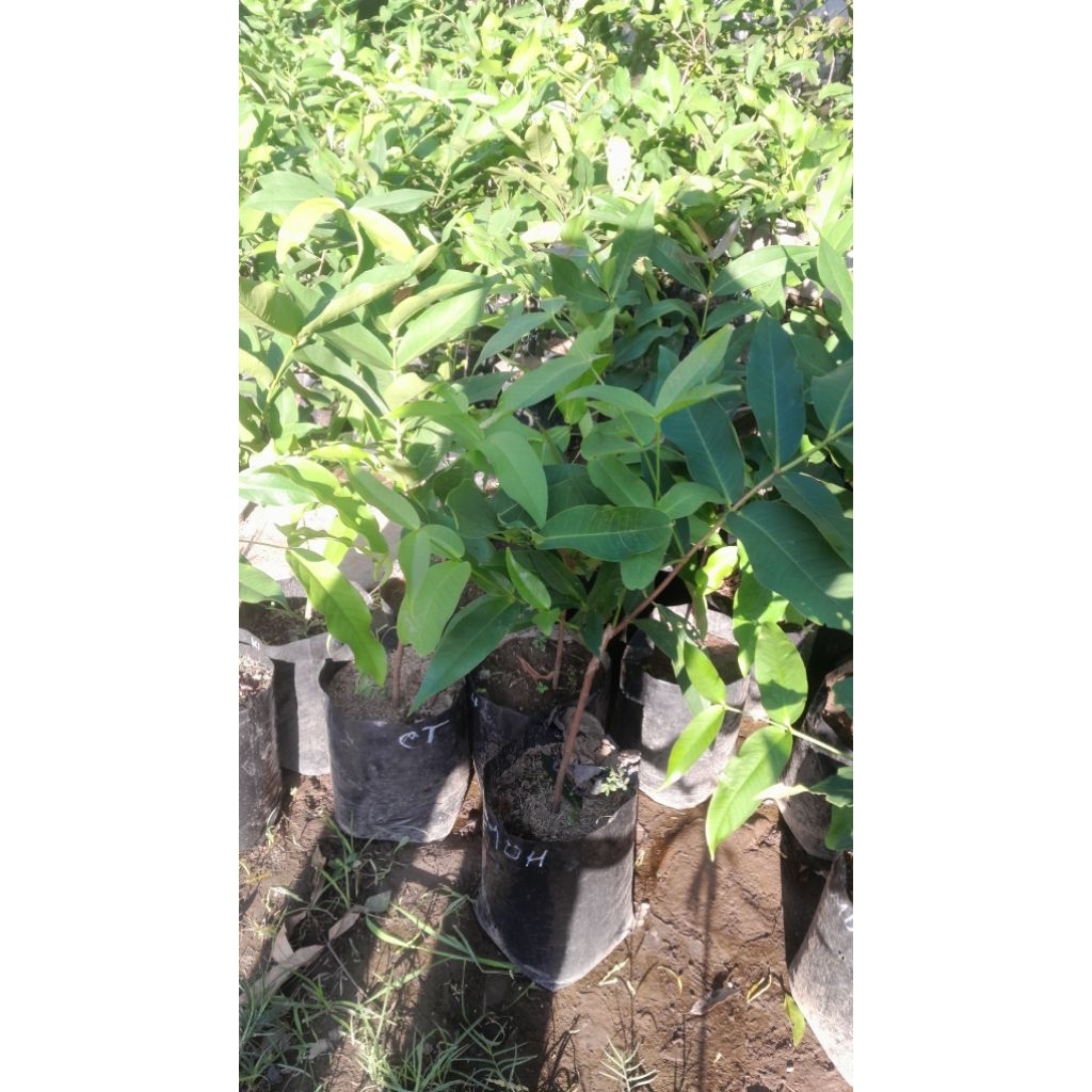 Sekar_Jenaka Bibit Jambu Madu Deli Hijau