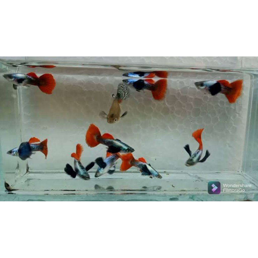 kebutuhan aquarium prt 40 pcs bergaransi