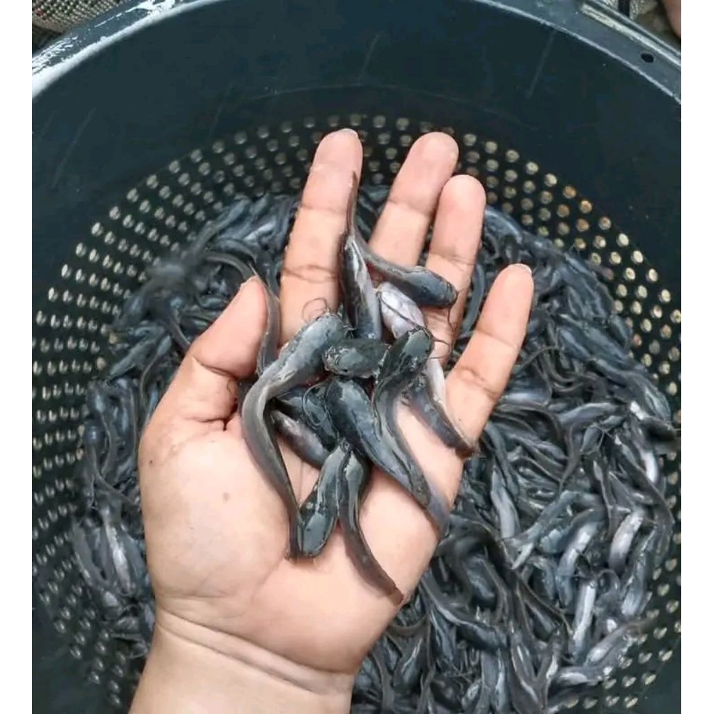 Bibit ikan lele ukuran 7-8cm paketan isi 50