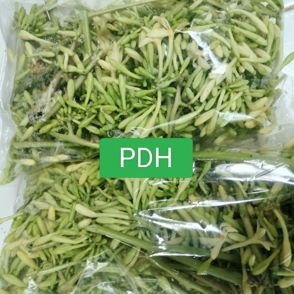 

Bunga pepaya segar bunga pepaya gantung atou bunga pepaya krayunan per 500germ