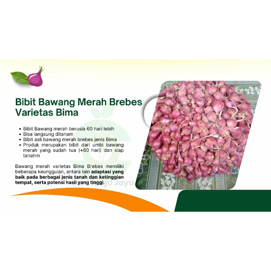 

Bibit bawang merah brebes varietas bima ukuran 1 KG . kualitas bagus, tidak busuk, siap tanam