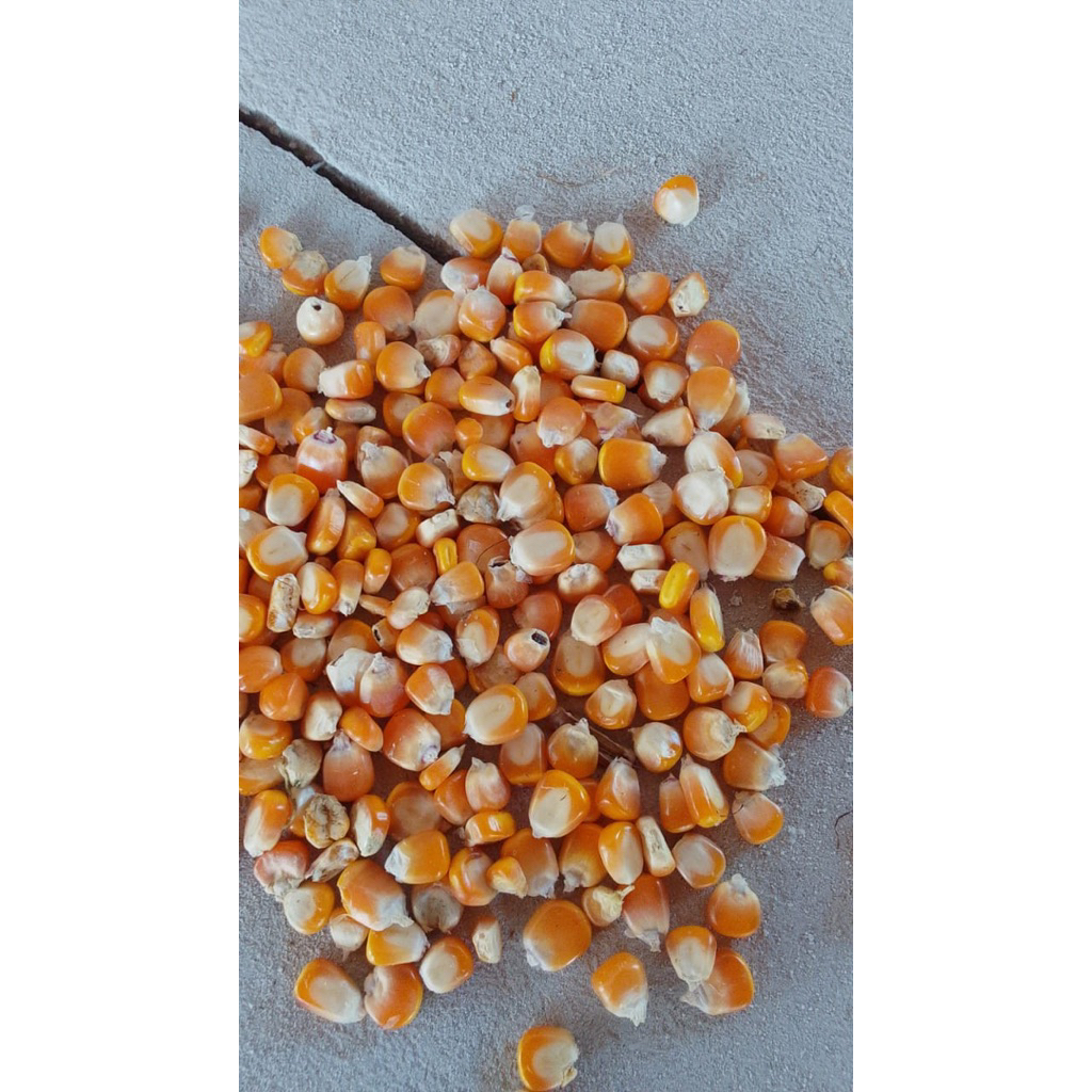 

jagung pipil/jagung kering/pakanayam