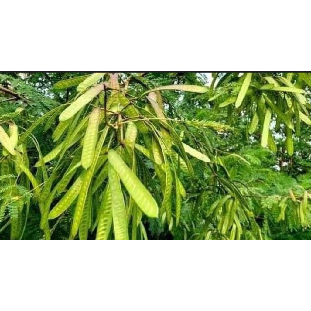 

Buah petai cina per 1kg