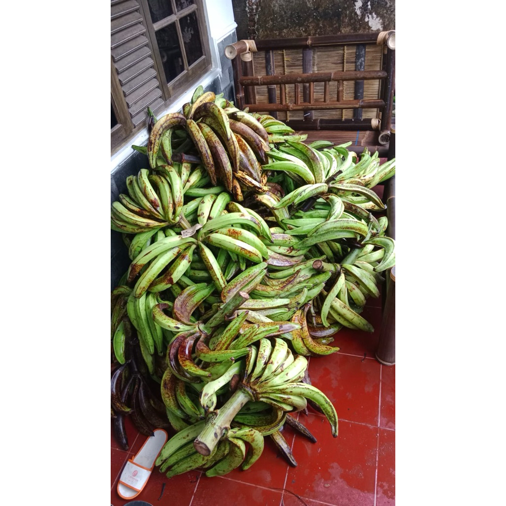 

Pisang Tanduk Madu 2kg ISI 7 ASLI WONOSOBO (UKURAN JUMBO)