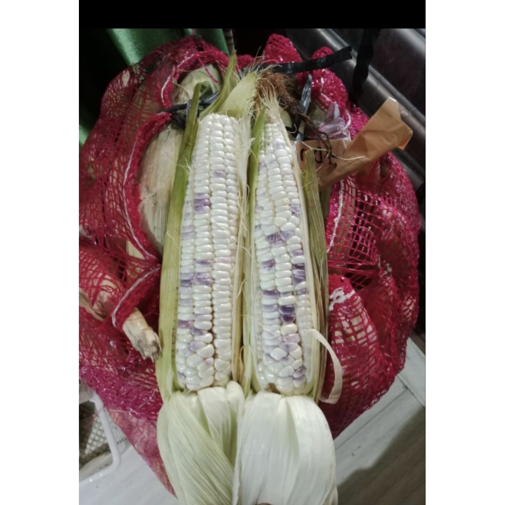 

jagung ketan/ jagung pulutper kg