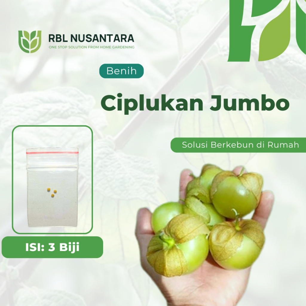 RBLN - 3 Benih Buah Ciplukan Jumbo