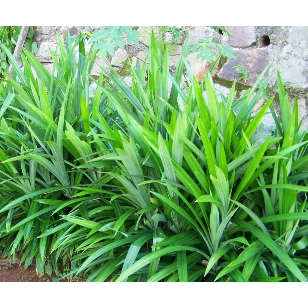 

Daun pandan wangi berat 100 gr bumbu masak organik