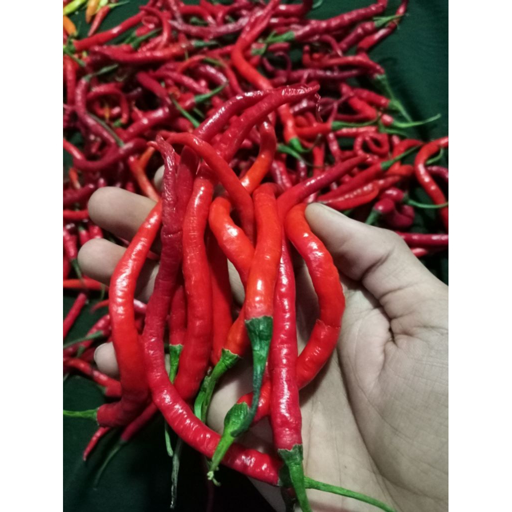 

cabe keriting segarr jatim 1kg