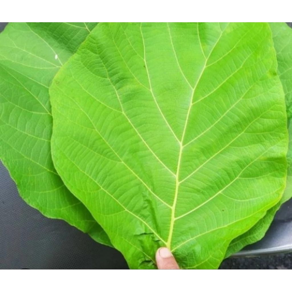 

Daun jati asli organik harga 1 lembar untuk bungkus makanan gudek