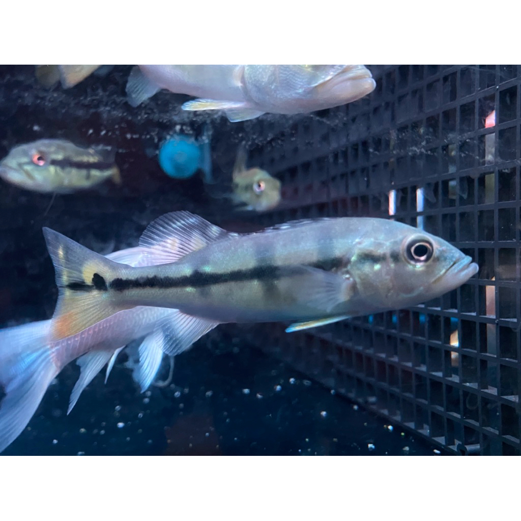 Pbass Blue Azul ukuran 12-13 cm