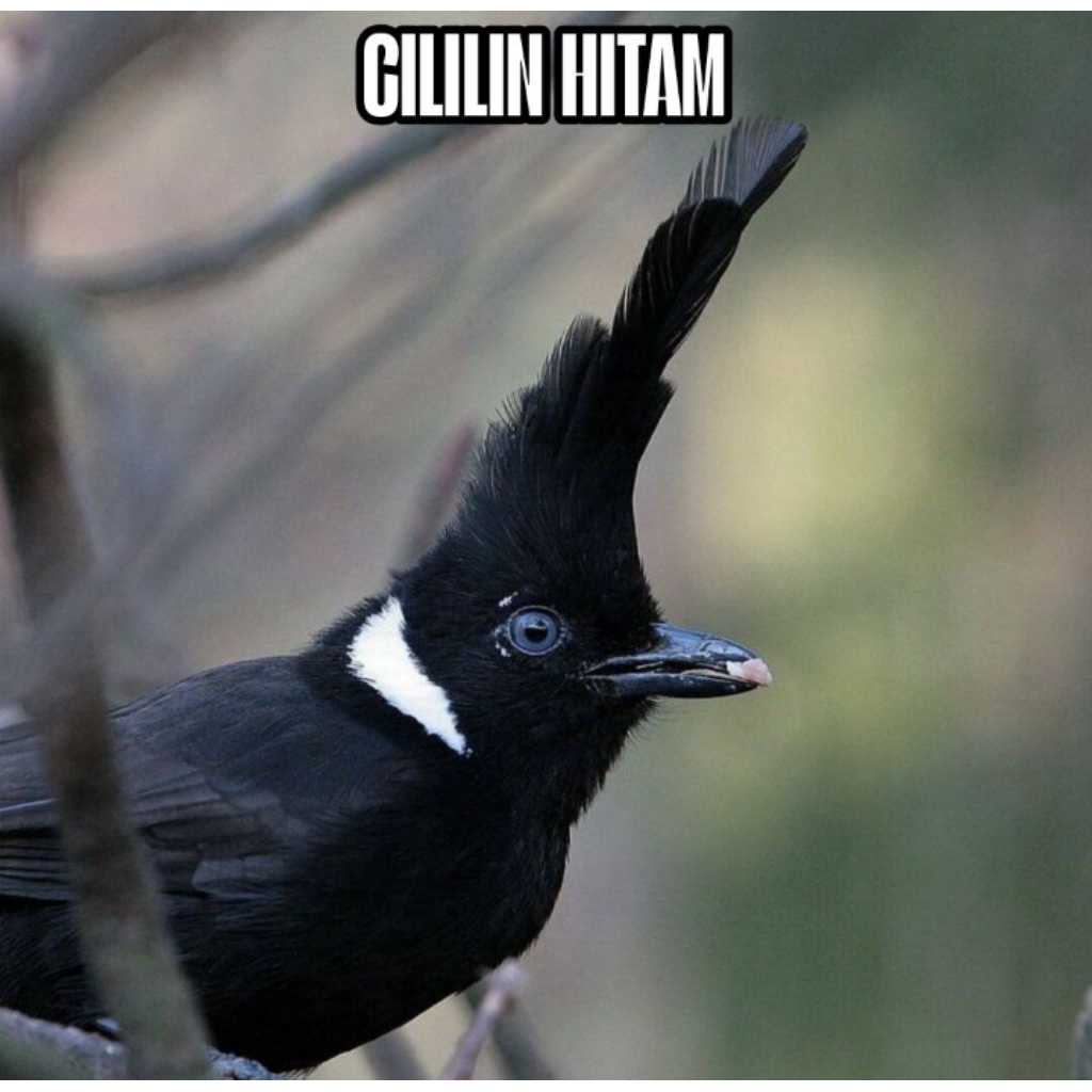 

promo beli 1gratis 1 telur cililin hitam fertil siap tetas