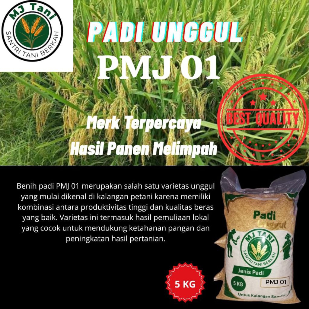 Bibit padi unggul benih padi padi kering jenis PMJ 01