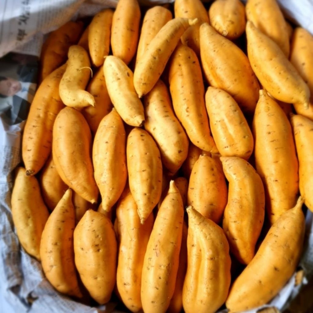 

Ubi Madu Cilembu Ukuran Besar Fresh 1 Kg Asli Tegal