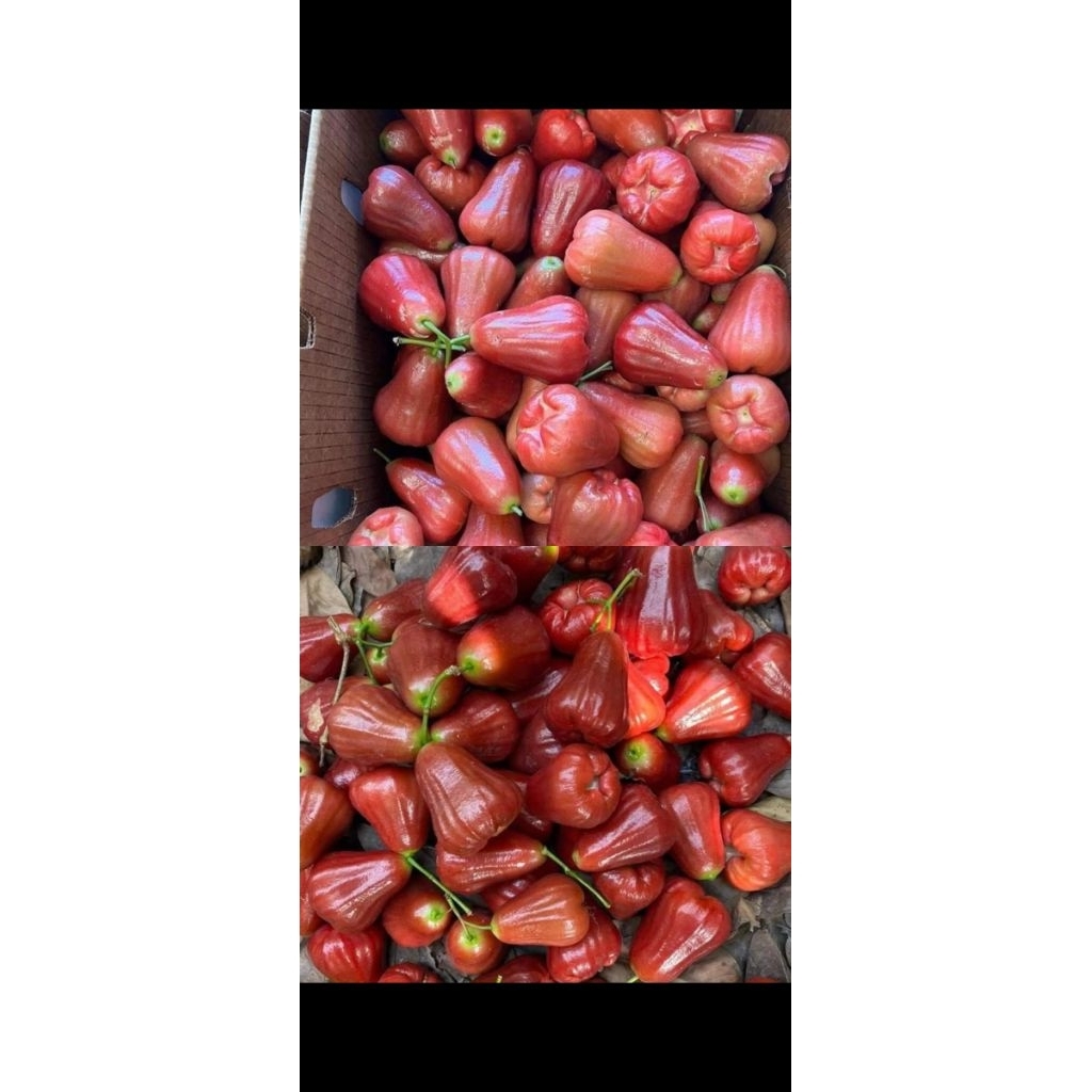 

JAMBU CITRA SUPER JUMBO BERAT 1KG