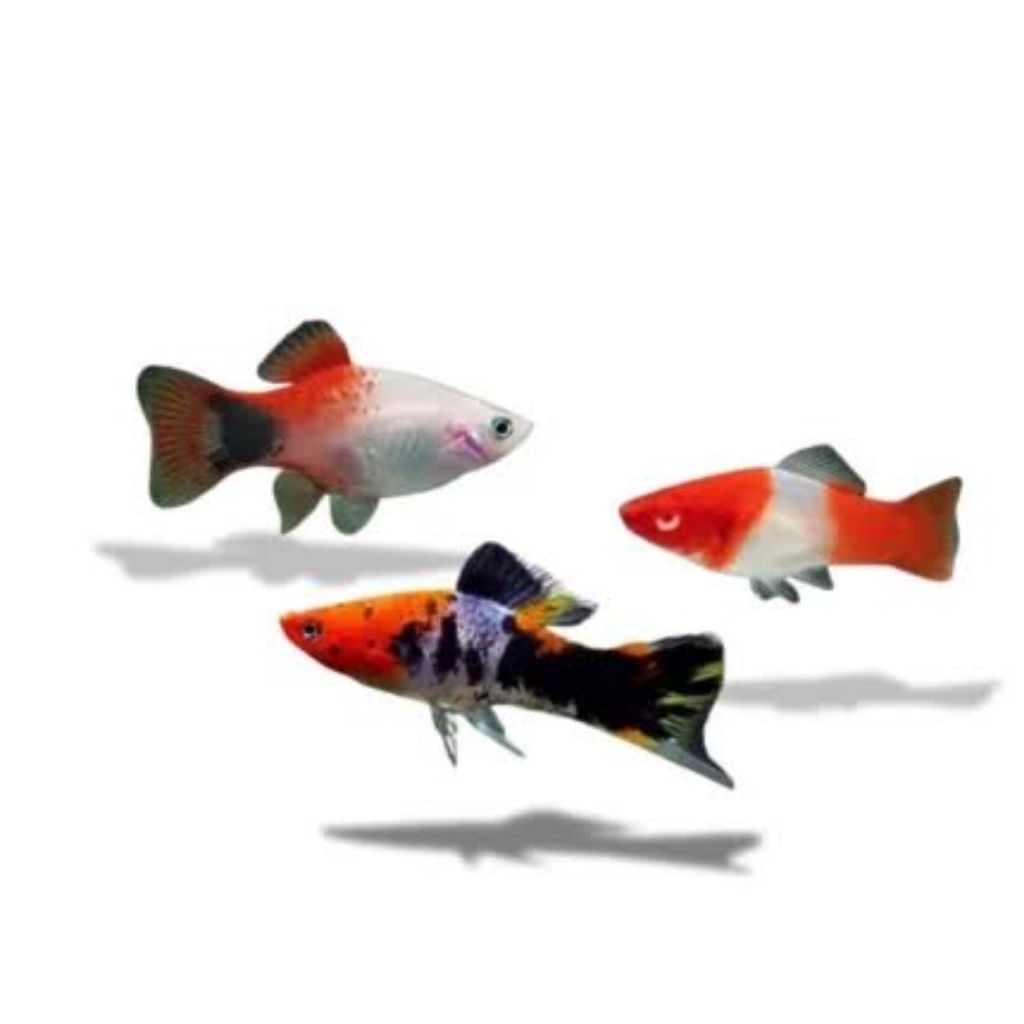 

Stiker platy