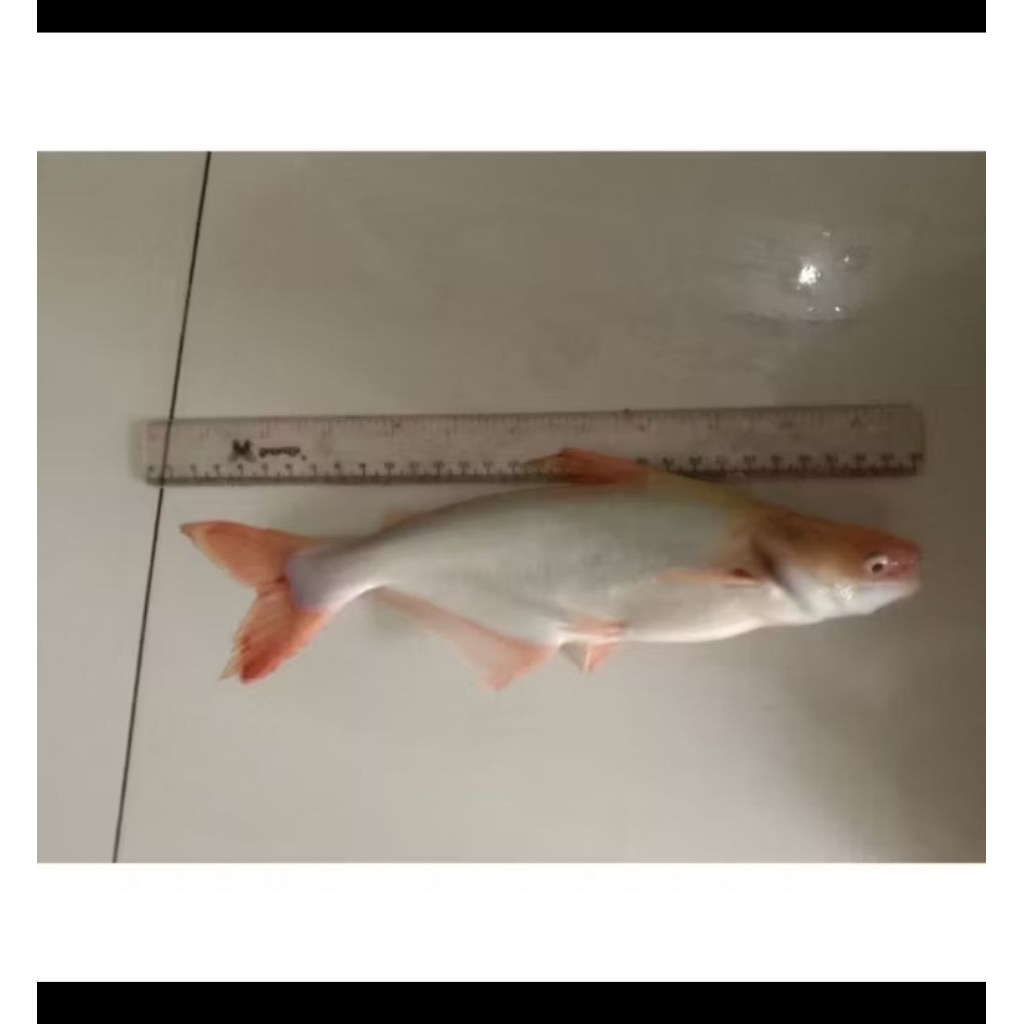 dekorasi aquarium patin albino