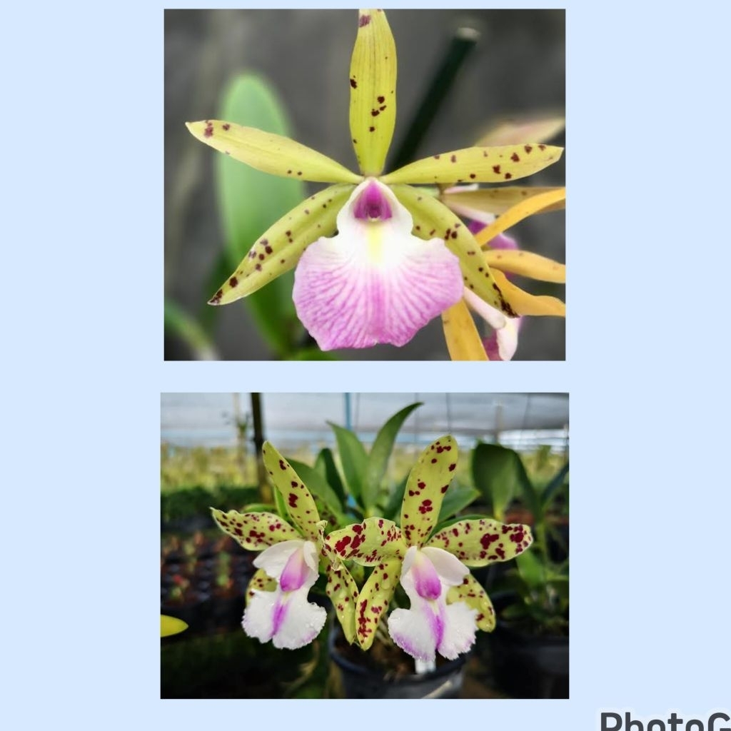 Anggrek cattleya Hippodamia x YNS green leopard