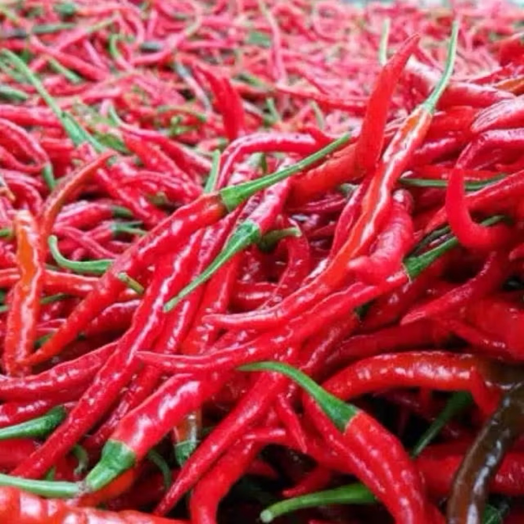 

Cabe Cabai Merah Keriting