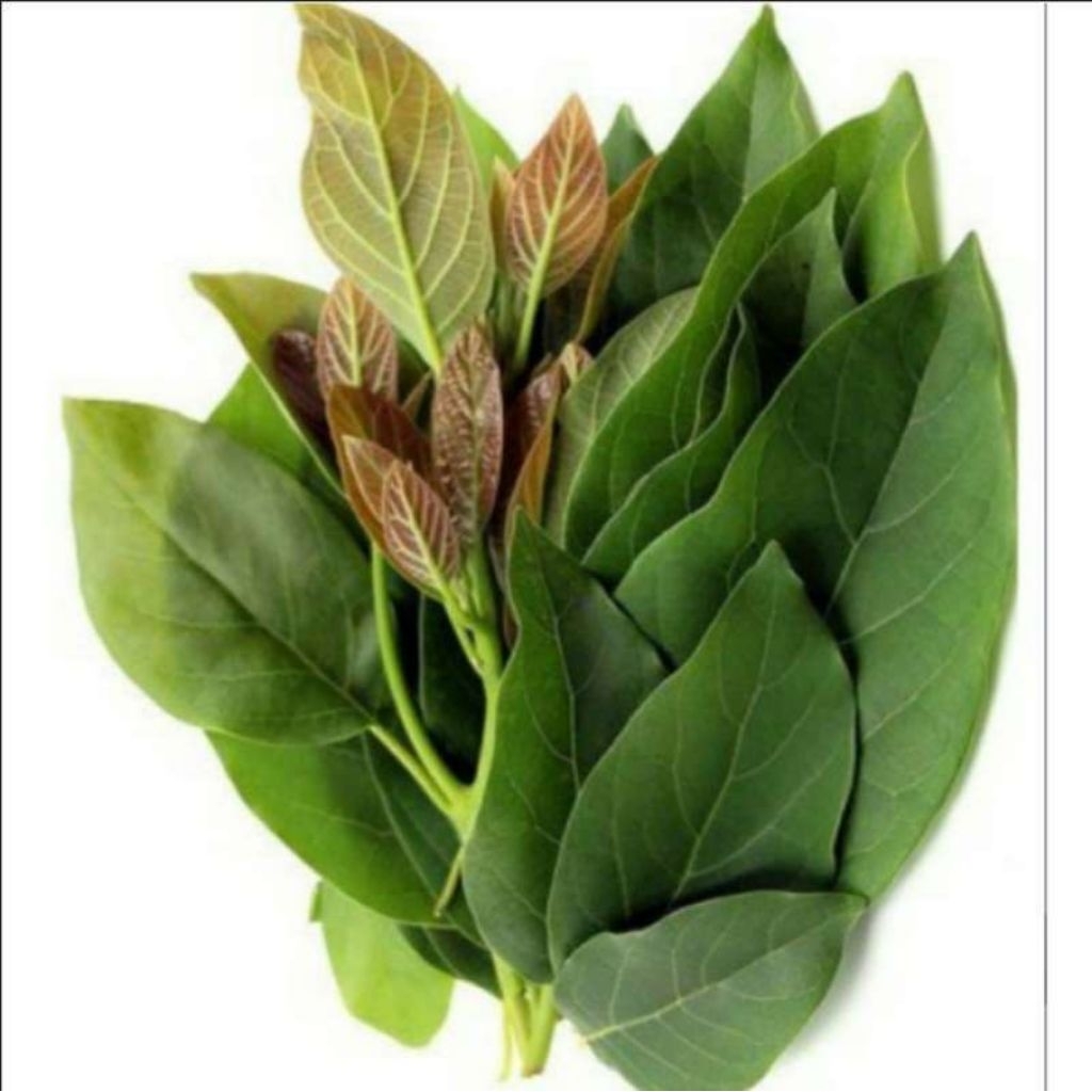 

daun apukat herbal 10 lembar , untuk mengatasi darah tinggi , kanker dan kolestrol