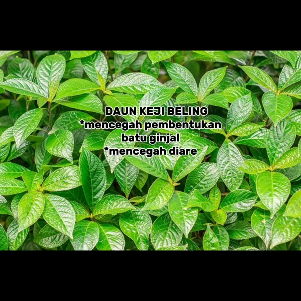 

daun keji beling segar 100 gram , menyembuhkan diare, mencegah batu ginjal , obat herbal