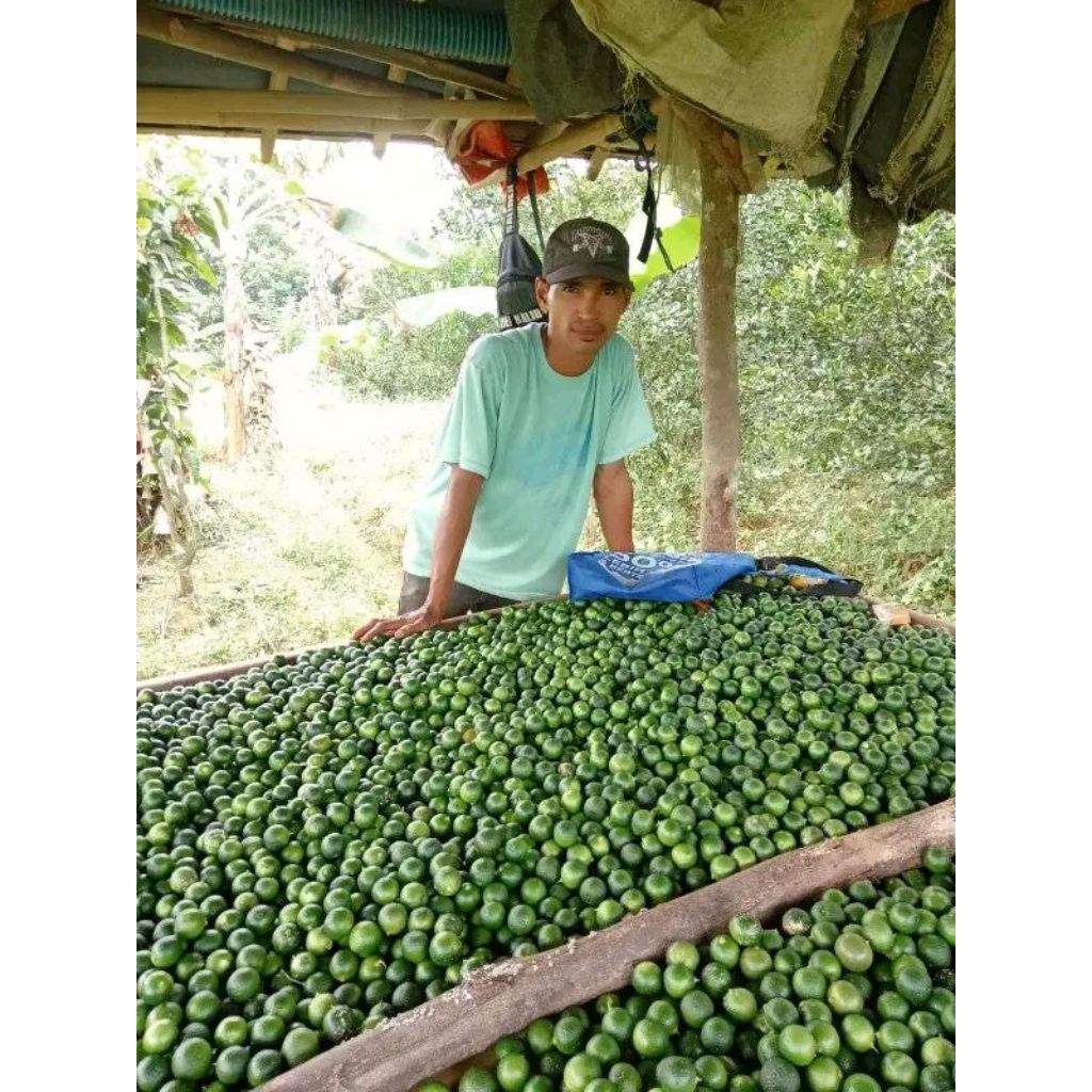 

jeruk kasturi kiloan