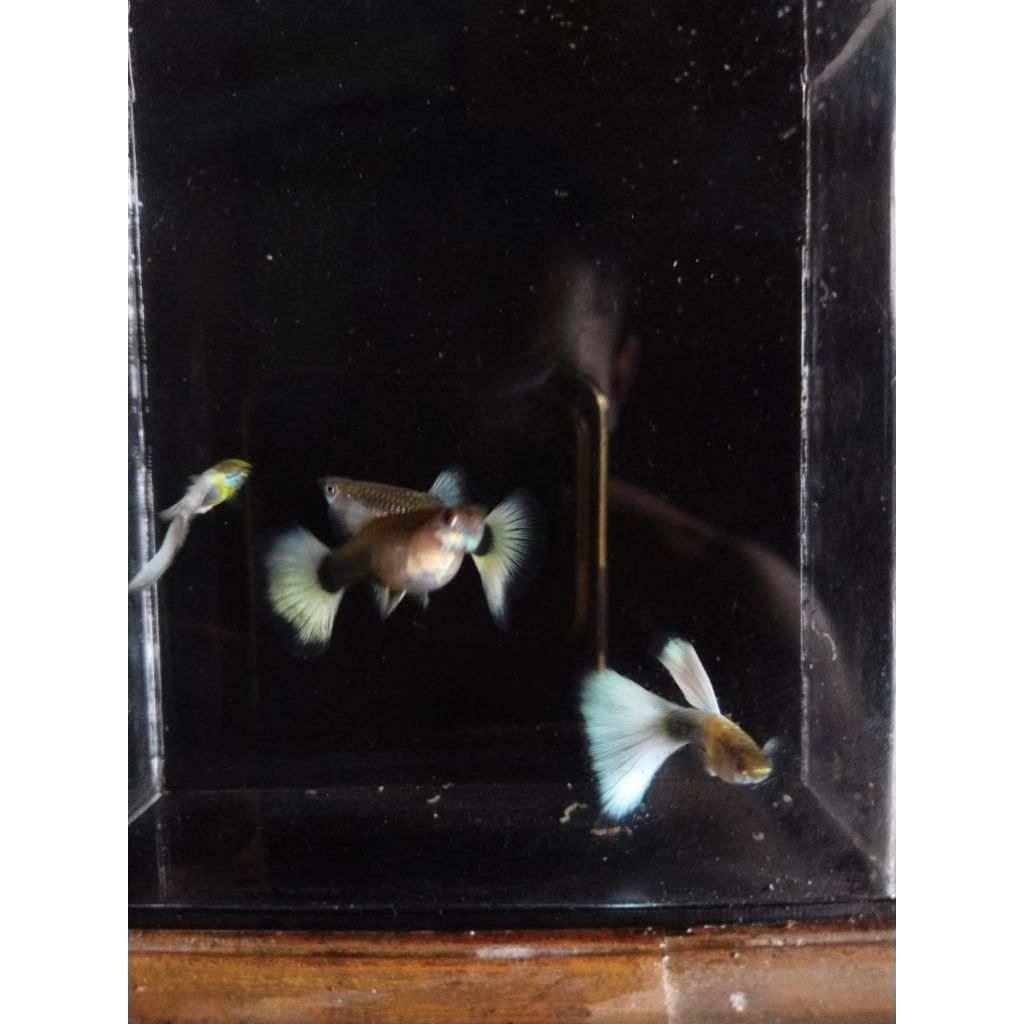 PROMO MURAH MERIAH guppy hb white grade A hiasan aquarium p