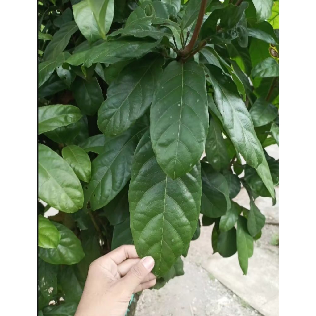 

Daun hantap segar/25 lembar