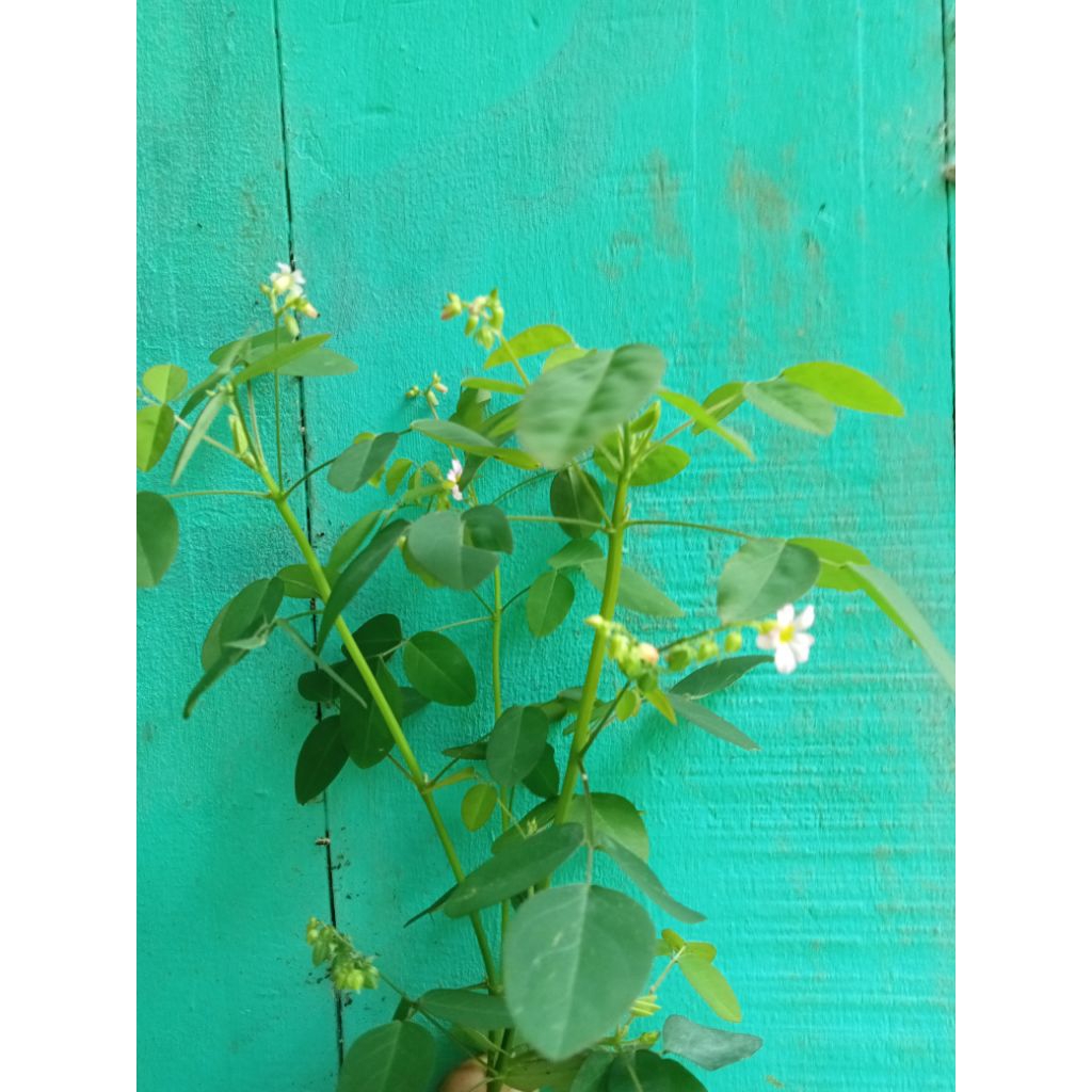 

Tanaman BELIMBING TANAH atau CALINCING 250g belimbing tanah calincing