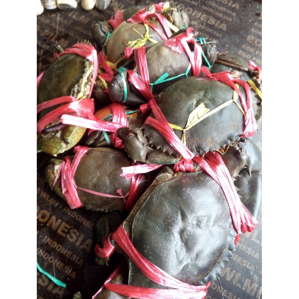 

Kepiting Bakau