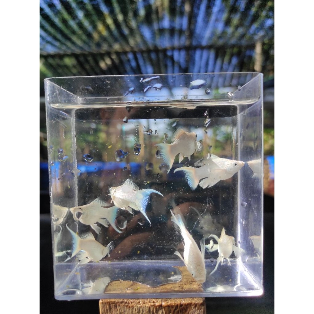 Molly Platinum cawang