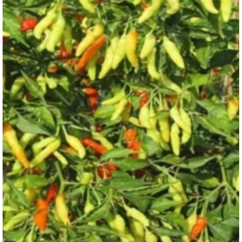 [MURAH BERKUALITAS] 10 Biji Benih Bibit Cabe Rawit Rawita - Benih Cabai Rawita  - Biji Cabe Rawit Ra