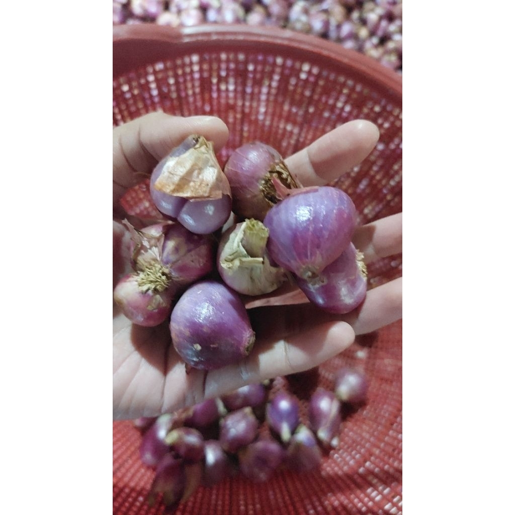 

Bawang Merah - Toko.Bapak