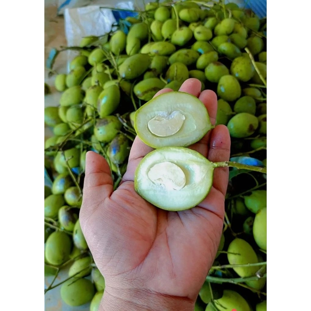 

mangga rujak mentah muda kriuk langsung petik