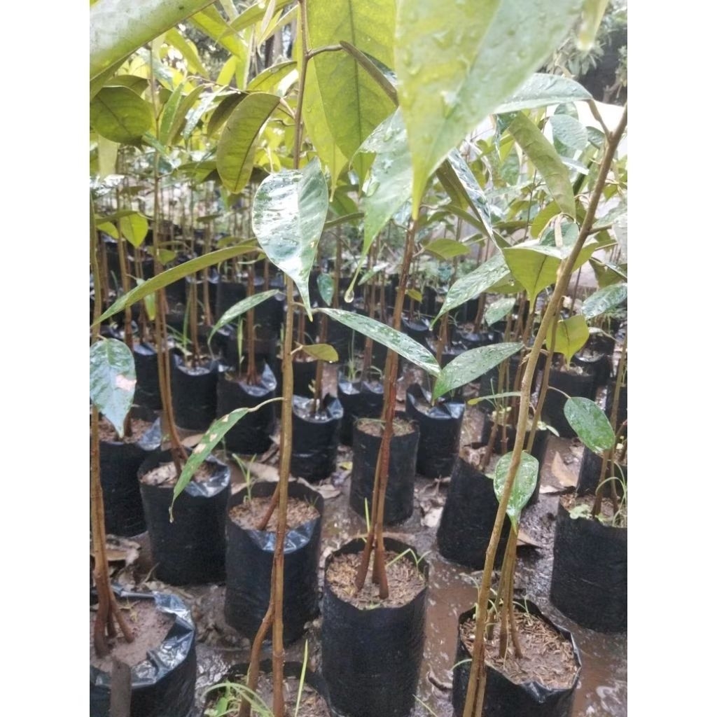 Bibit durian duri hitam kaki 3 - durian ochee