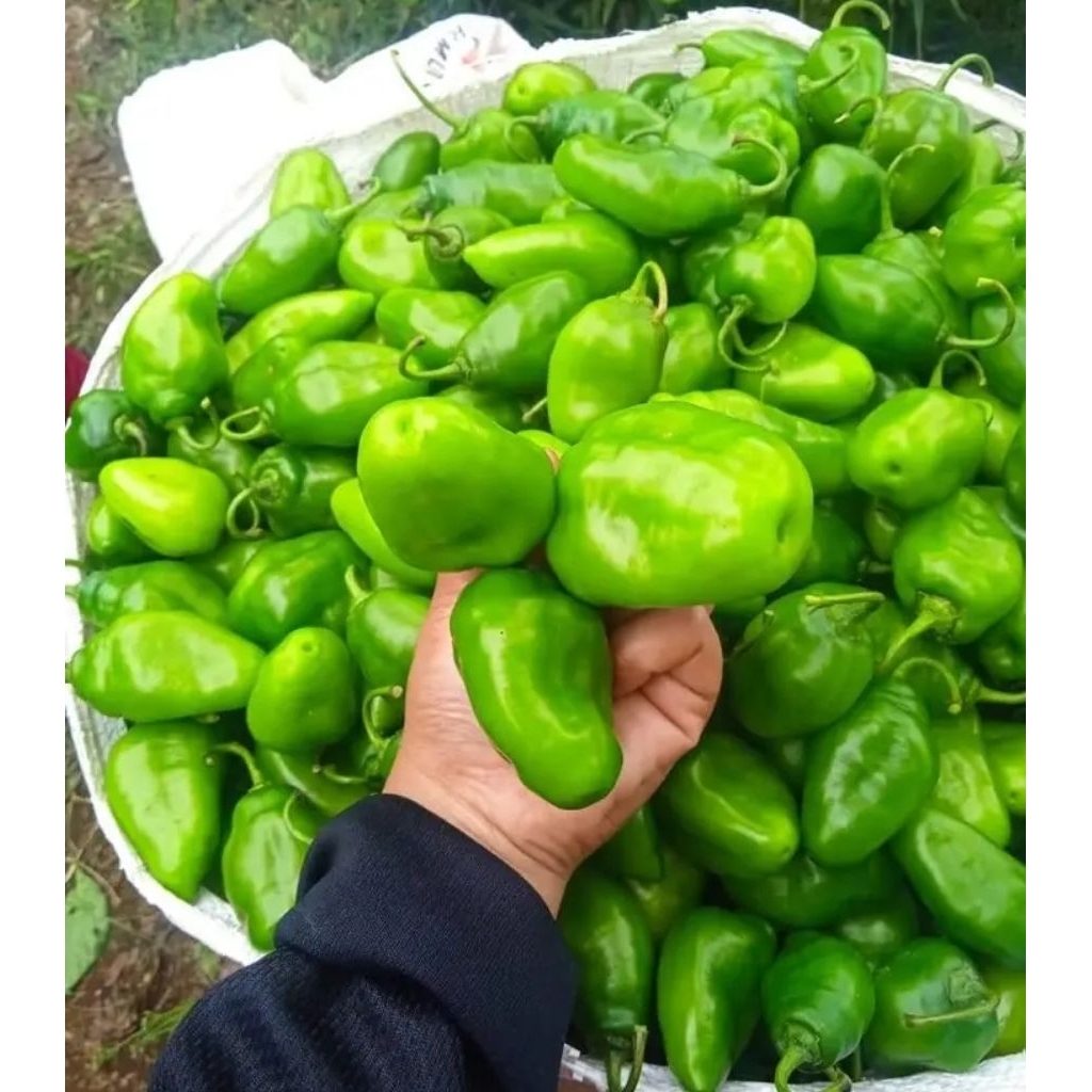 

cabe gendot / cabai bendot 100 gram