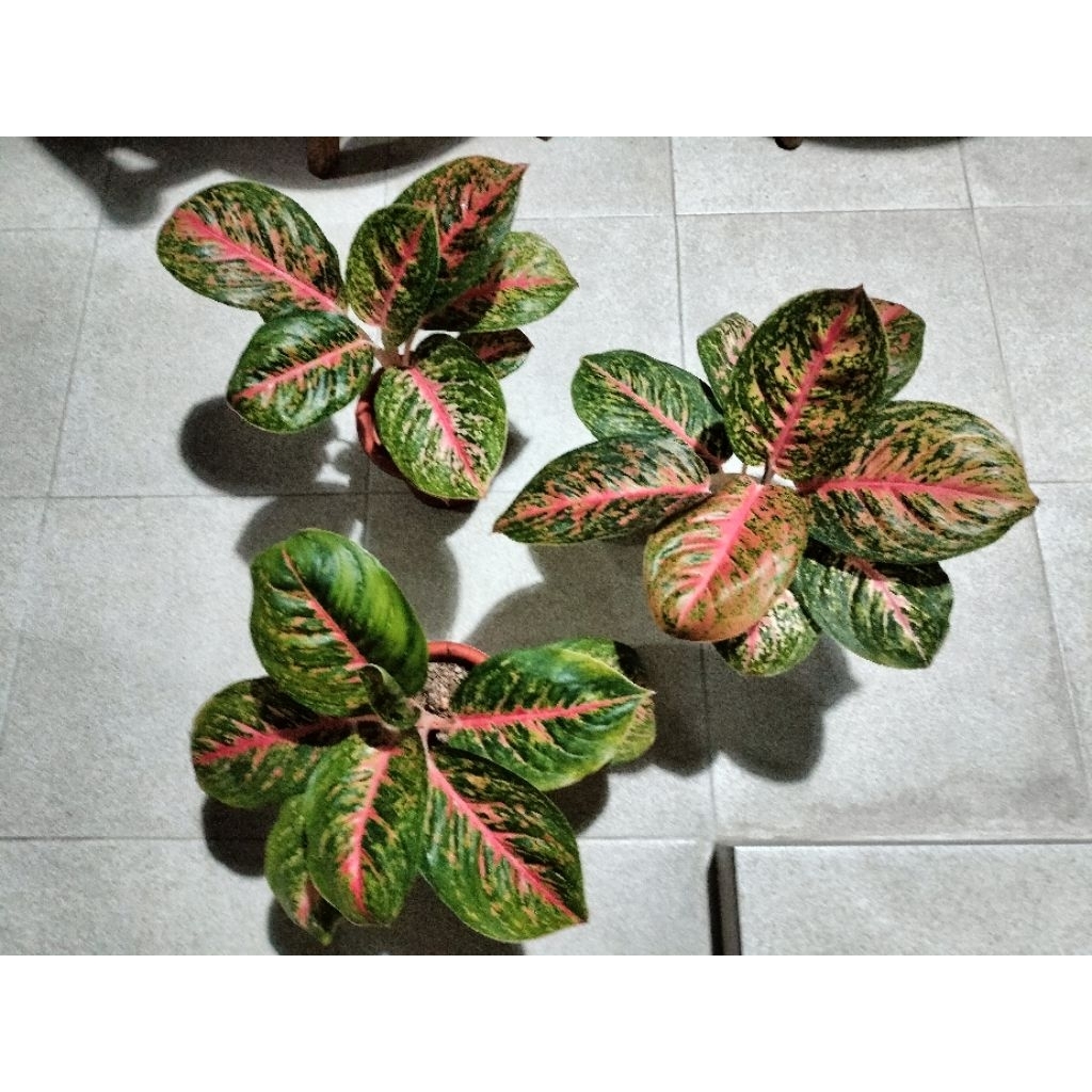 Tanaman hias AGLONEMA BIG PAPA Jumbo/indukan