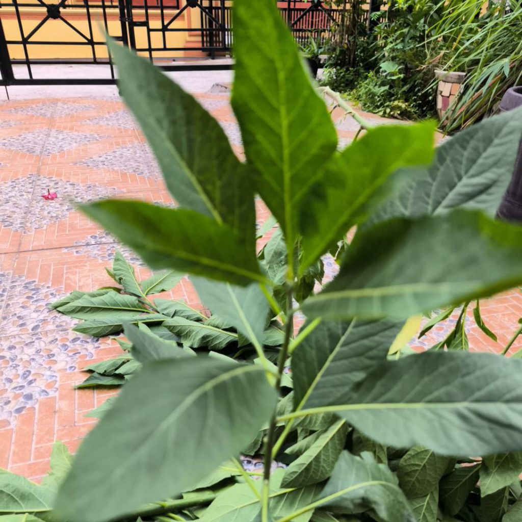 

Daun Afrika/Sambung Nyawa