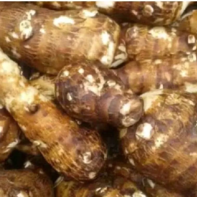 

umbi talas kimpul gajah 1 kg